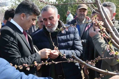 Başkan Vekili Şener, dondan zarar gören tarım arazilerinde incelemelerde bulundu
