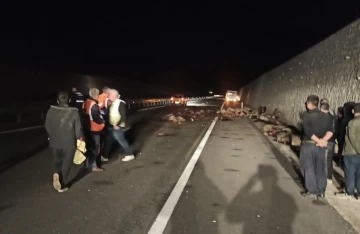 Tanker koyunları telef etti