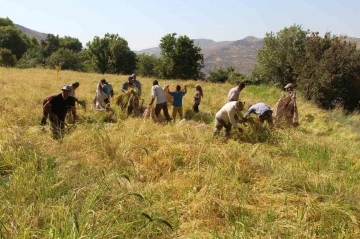 Batmanlı çiftçiler oraklarla her gün birinin pirinç tarlasını biçiyor
