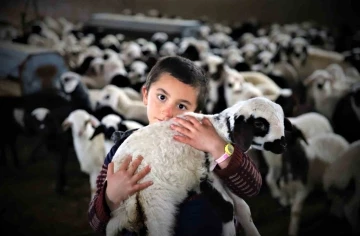 Bayburt’ta yeni doğan kuzularla birlikte besicilerde tatlı telaş yaşanıyor
