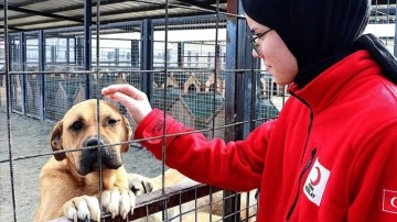 Bayburt'taki rehabilitasyon merkezi "can dostlara" şifa dağıtıyor