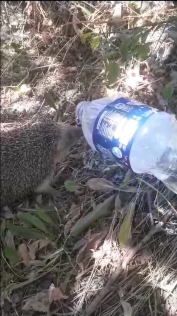 Belediye işçisi sıcaktan bunalan kirpiye elleriyle su içirdi
