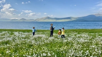 Bembeyaz papatya tarlası fotoğrafçıların gözdesi
