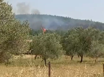 Bergama’da orman yangını
