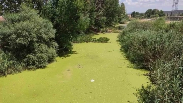 Beylikova’dan geçen Porsuk Çayı yosun tuttu
