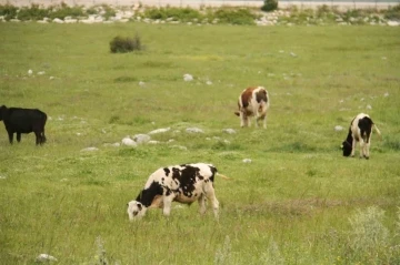 Beyşehir’deki şap karantinası sona erdi
