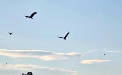 Beyşehir’e baharı müjdeleyerek gelmeye başladılar
