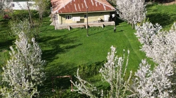 Beytüşşebap’ta kiraz ağaçları köyü beyaza bürüdü
