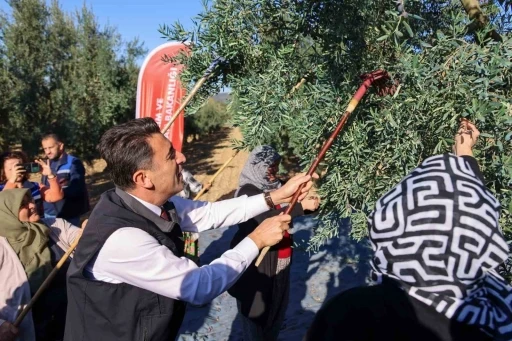 Zeytin hasadı mesaisi başladı