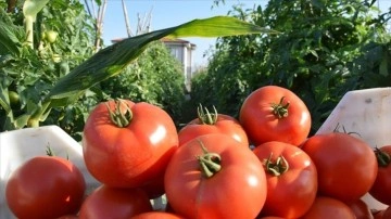 Bilecik'te 800 metre rakımda yetiştirilen domatesin hasadına başlandı