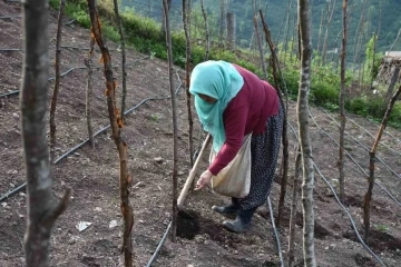 Bin rakımdaki tarlalarda tohumları toprakla buluşturuyorlar
