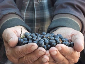 Binbir zahmetle üretiliyor, litresi 180 ila 200 liradan satılıyor