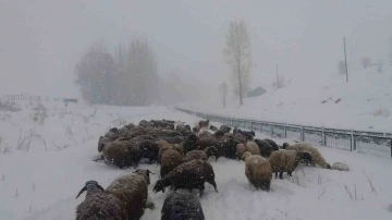 Bingöl’de besicilerin zorlu kış şartlarıyla mücadelesi
