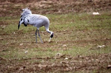 Birçok türküye konu olmuştu, Sivas’ta görüntülendi
