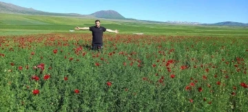 Bitlis’te açmaya başlayan gelincikler görsel şölen sunuyor
