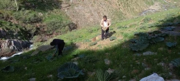 Bitlis’te zorlu yayla muzu mesaisi başladı
