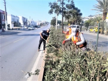 Bodrum Belediyesi'nden ağaç budama çalışması