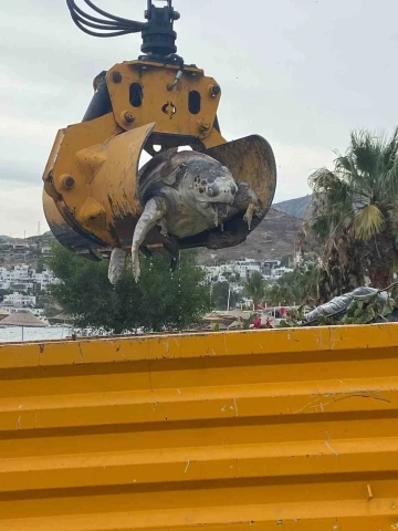 Bodrum’da deniz kaplumbağası sahile vurdu
