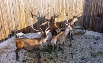 Bolu’da 14 kızıl geyik 408 bin lira bedelle avlanacak