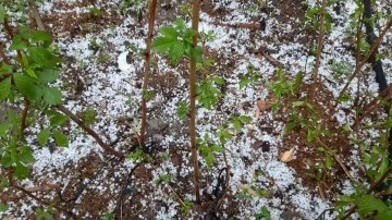 Bolu’da dolu etkili oldu, yeşil alanlar beyaza büründü
