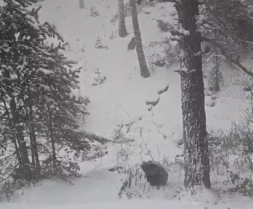 Bolu’da kış uykusuna yatmayan ayılar kameraya yansıdı
