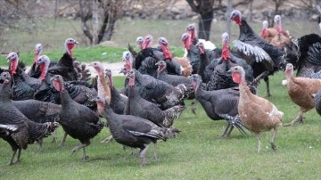 Bolu, Kandıra ve Eflani'de yetiştirilen hindilere yılbaşı öncesi talep arttı