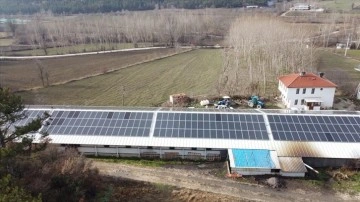 Tavuk üreticileri elektrik ihtiyacını güneş enerjisinden karşılıyor