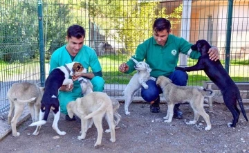 Bozyazı Bakımevi, sahipsiz hayvanları güvenli yeri oldu
