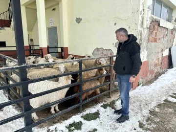 Bu ilçede ahırından koyununu alan depremzedelere bağışladı
