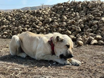 Bu köpek günde 4 kilogram pancar yiyor
