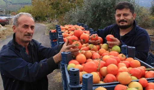 Bu sezon üreticisinin yüzü güldü: Kış mevsiminde açıkta domates hasadı sürüyor
