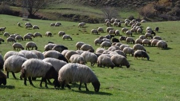 Bu yıl için uygulanacak hayvancılık destekleri artırıldı