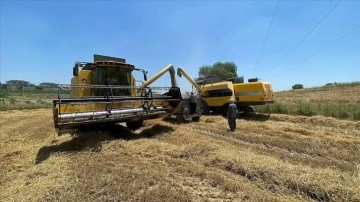 Buğday ve arpa fiyatları Çukurova'daki çiftçilerin beklentisini karşıladı