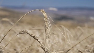 Buğdayın soğuktan etkilenmemesi için "gübrelemeye dikkat edin" tavsiyesi