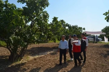 Buharkent’teki incir bahçeleri incelemelerde bulunuldu
