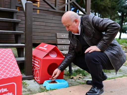 Bulancak Belediyesi’nden sokak kedileri için ’kedi pansiyonu’
