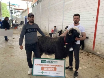 Burdur’da teke ve koçların güzellik yarışması renkli görüntülere sahne oldu
