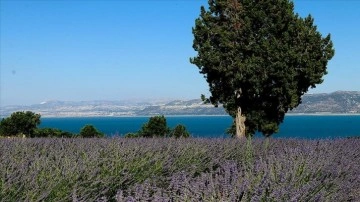 Burdur Gölü manzaralı lavanta bahçelerine yağışlar yaradı