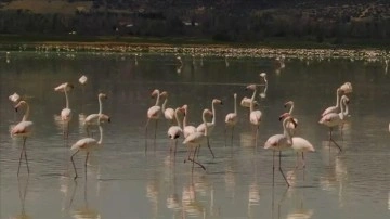 Burdur'daki Yarışlı Gölü'nü flamingolar hareketlendirdi