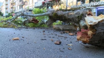 Bursa'da 200 yıllık çınar, caddeye devrildi 