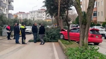 Bursa'da alkollü sürücü ağacı devirerek durabildi 