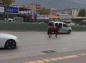 Bursa’da anayola çıkan at tehlike saçtı