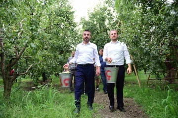 Bursa’da armut hasadı başladı