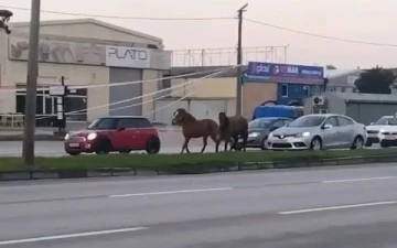 Bursa'da başı boş atlara çare bulunamıyor! 