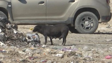 Bursa'da çıkan yangında anne köpek dumanların içinde yavrularını aradı