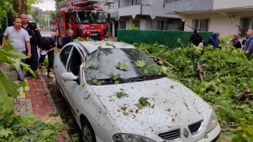 Bursa'da fırtınaya ağaçta yakalandı! Son anda ölümden döndü 