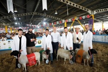 Bursa'da küçükbaş hayvancılık festivali için geri sayım başladı