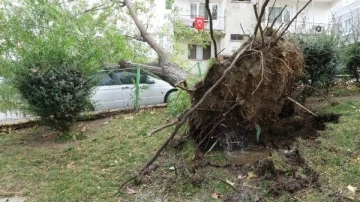 Bursa'da lodosun devirdiği ağaç, otomobilin üzerine düştü