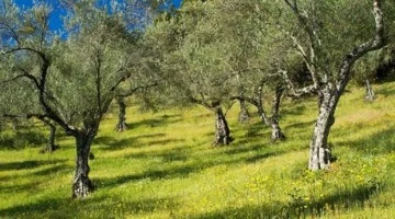 Bursa'da mahkemeden satılık zeytinlik