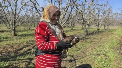 Bursa'da mevsimlik işçiler yaralı şahini ölümden kuratrdı